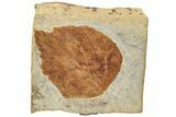 3.4" Fossil Leaf (Davidia) - Montana - #196805-1
